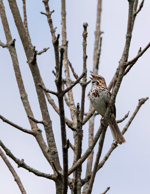 First Song Sparrow