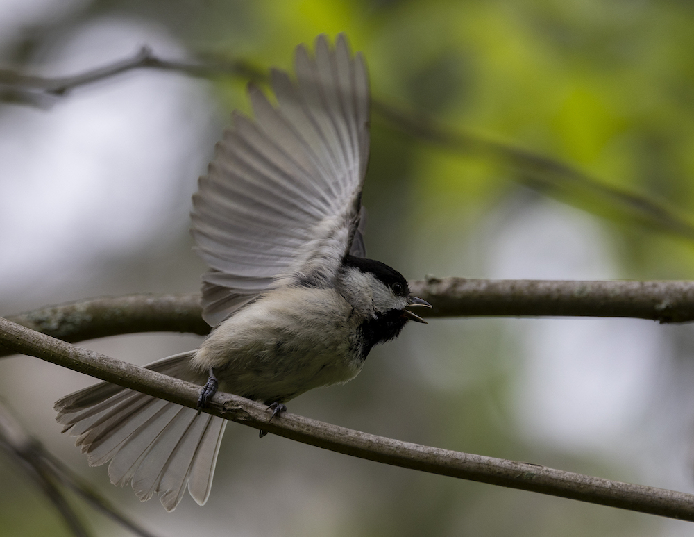 The Chickadee Dance