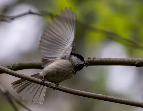 The Chickadee Dance
