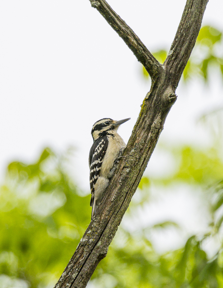 Little Female Hairy Woodpecker