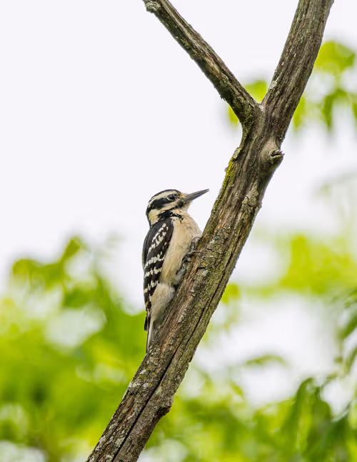 Little Female Hairy Woodpecker
