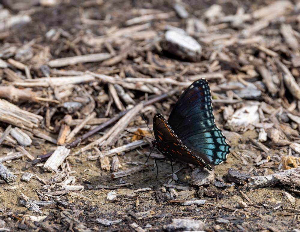 Red-spotted Purple Admiral