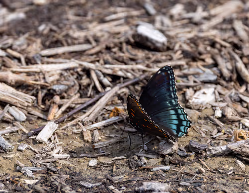 Red-spotted Purple Admiral