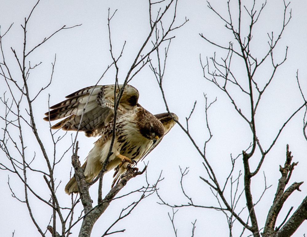 Tree Landing