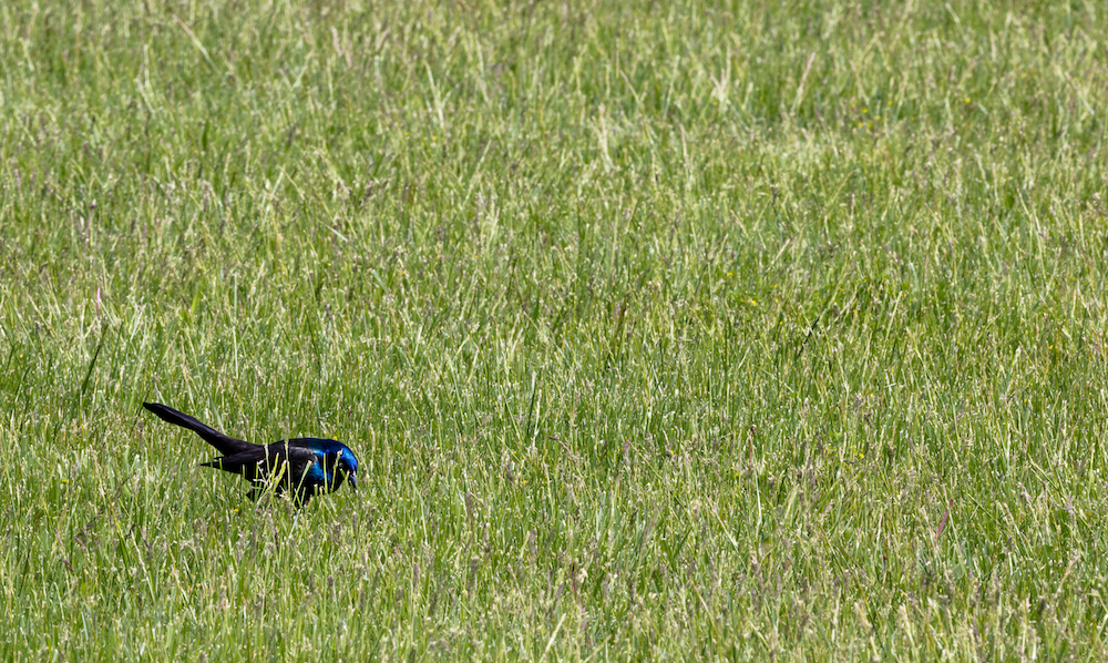 Lone Grackle