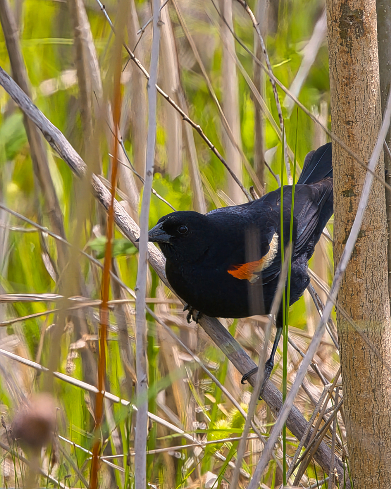 Red-winged Blackbird In The Marsh