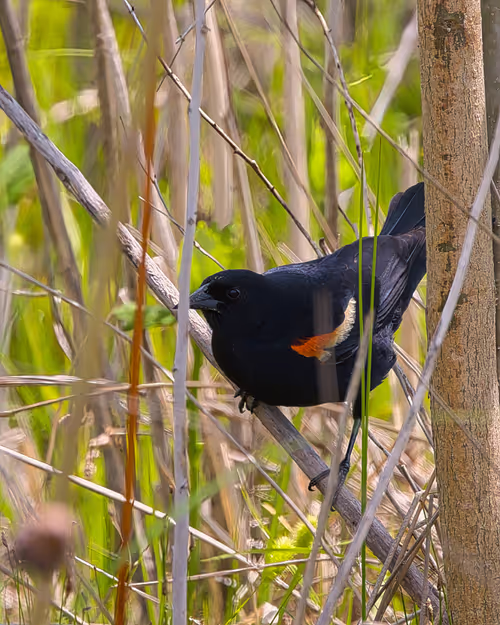 Red-winged Blackbird In The Marsh