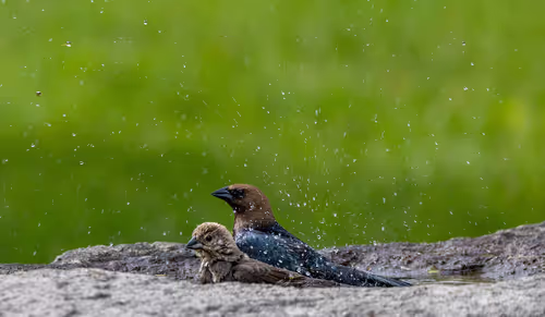 Bath Time For Cowbirds