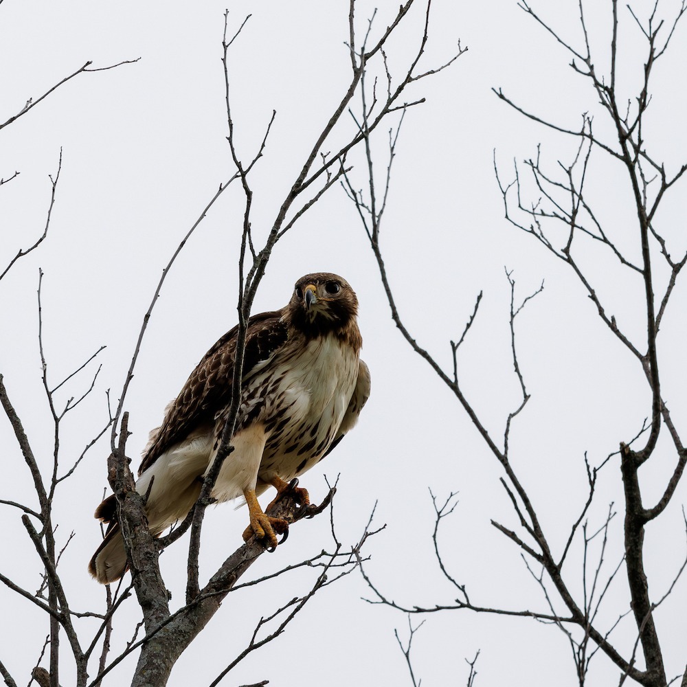 Looking For Prey