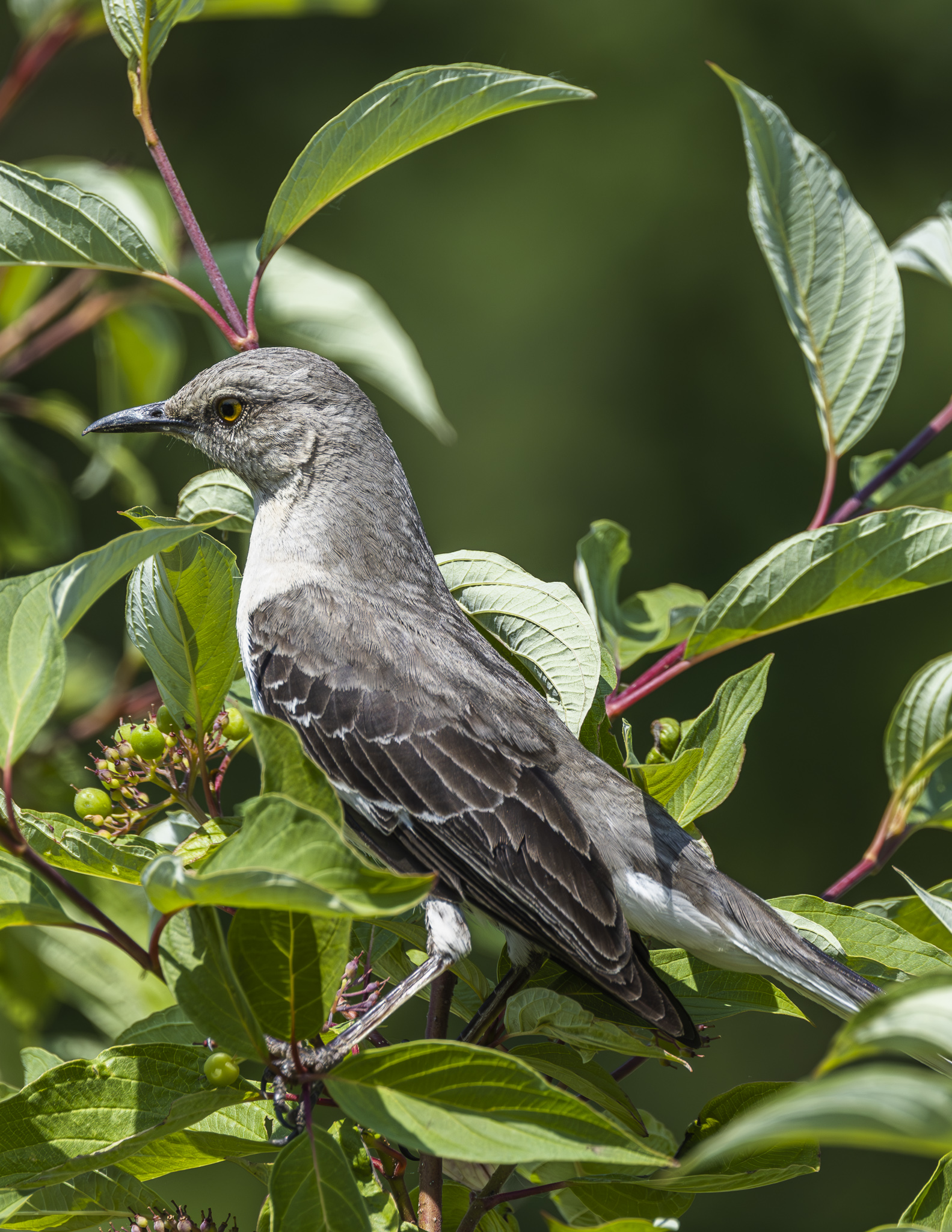 Berry Eating Eastern Mockingbird