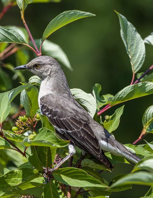 Berry Eating Eastern Mockingbird