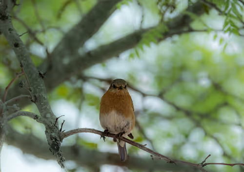 Female Easter Bluebird