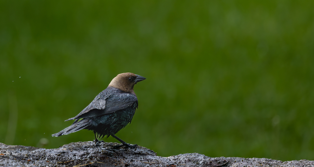 Wet Brown-headed Cowbird