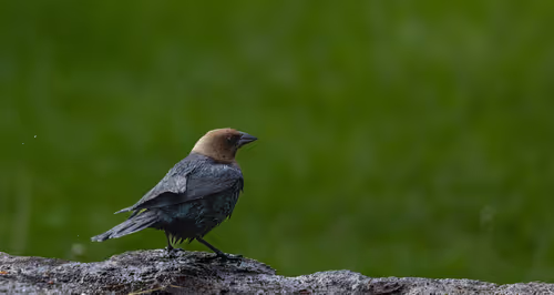 Wet Brown-headed Cowbird