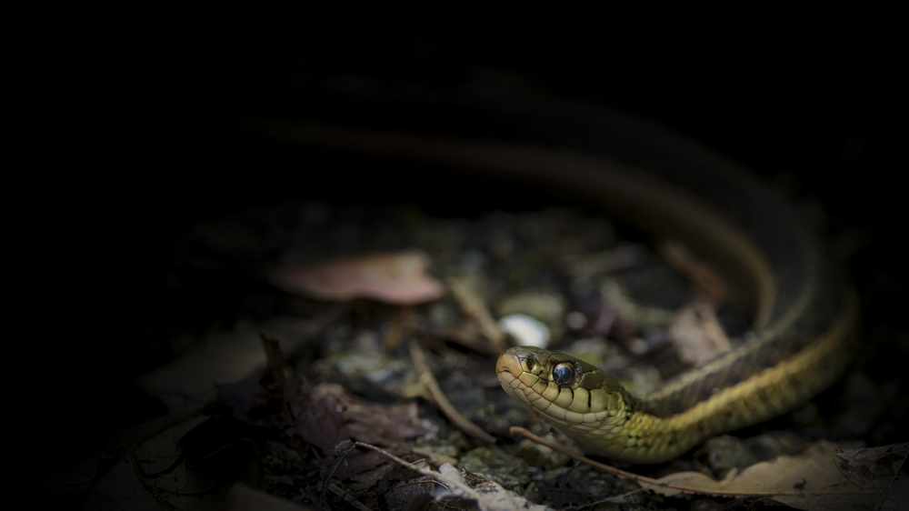 sneks background